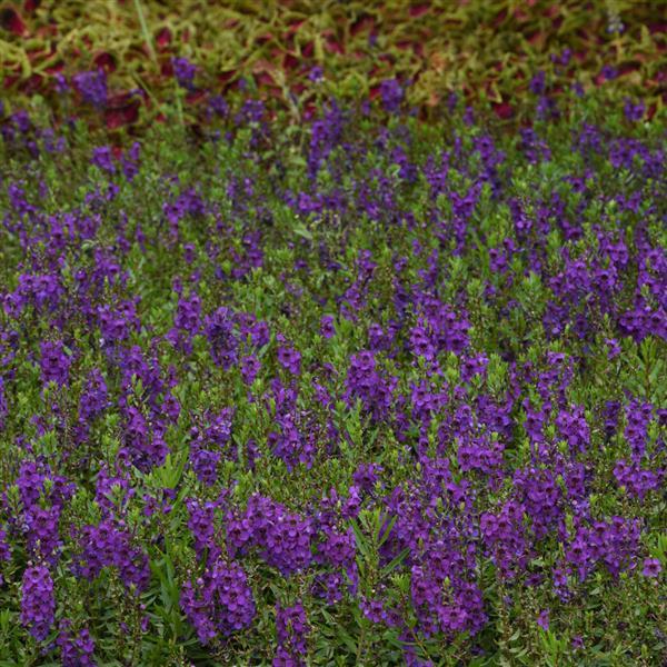 Archangel™ Dark Purple Commercial Landscape 1