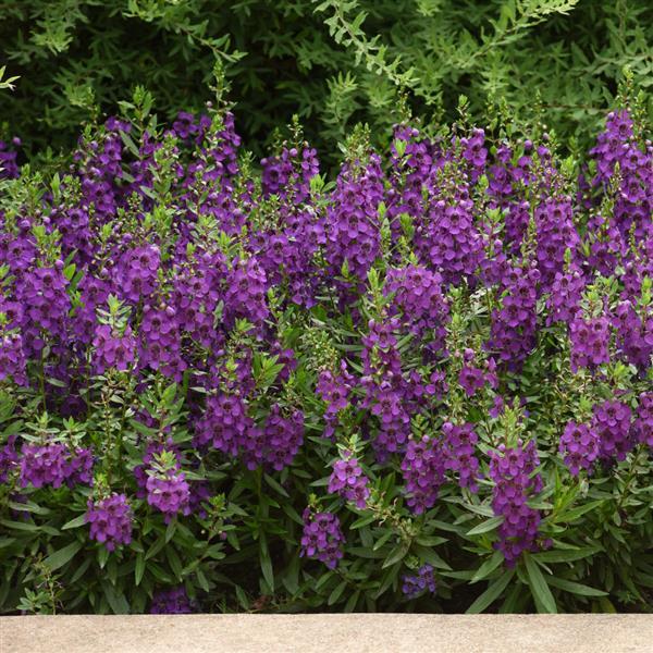 Archangel™ Dark Purple Landscape