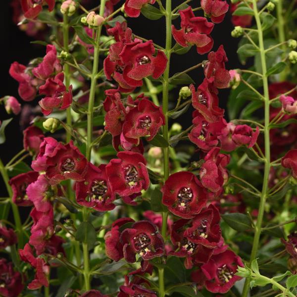 Archangel™ Ruby Sangria Bloom
