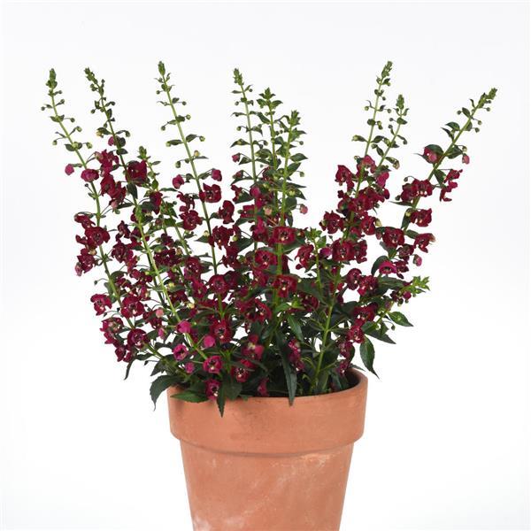 Archangel™ Ruby Sangria Container