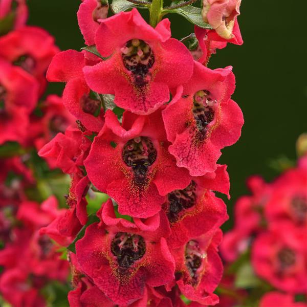 Archangel™ Cherry Red 26 Bloom