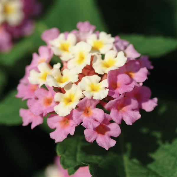 Landmark™ Rose Glow Bloom