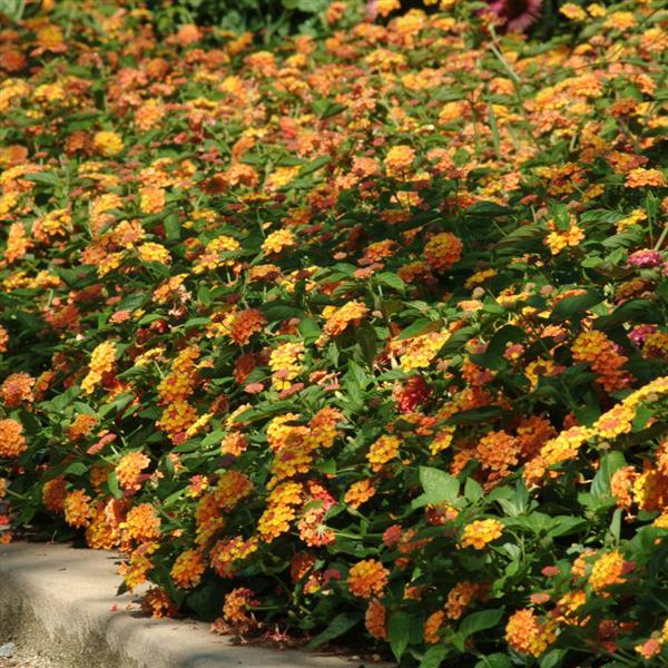Landmark™ Citrus Commercial Landscape 1
