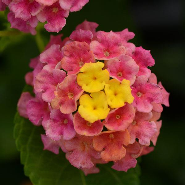 Landmark™ Sunrise Rose Bloom