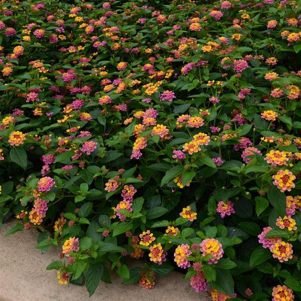 Landmark™ Sunrise Rose Landscape