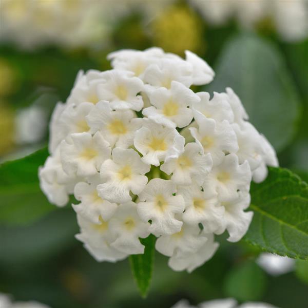 Landmark™ White 26 Bloom