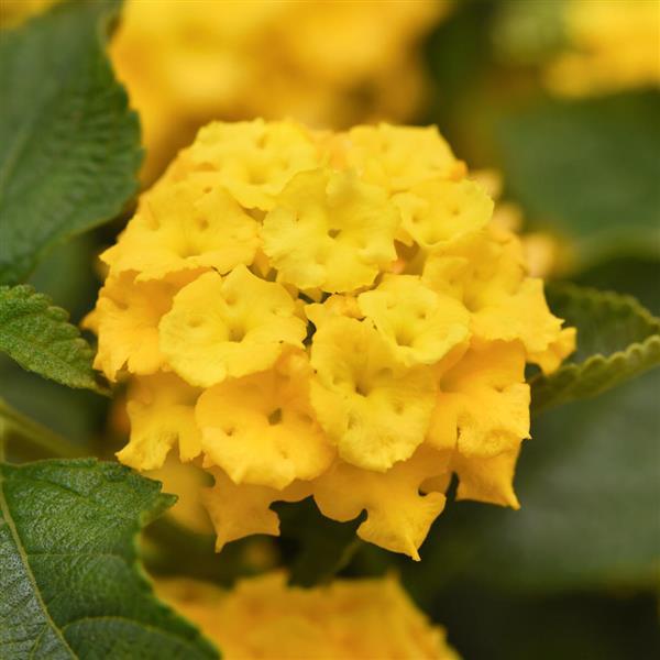 Landmark™ Yellow 26 Bloom