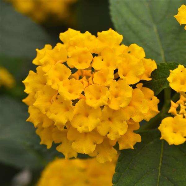 Landmark™ Gold Bloom