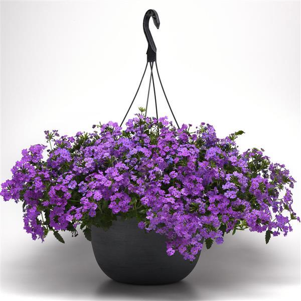 Firehouse™ Grape Basket