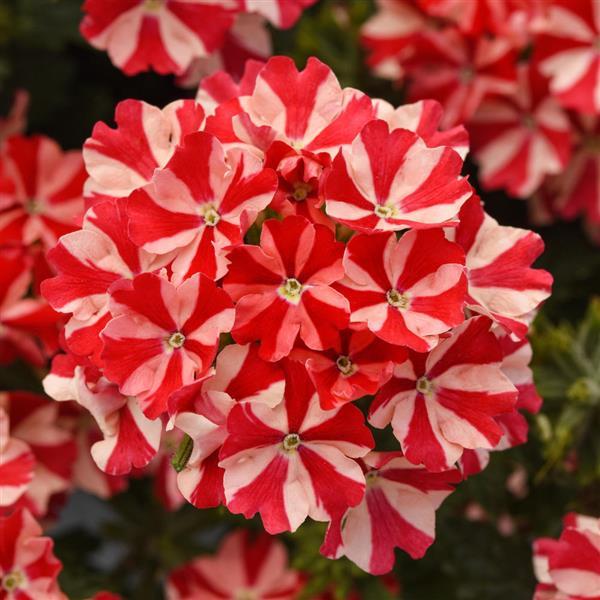 Firehouse™ Peppermint Bloom