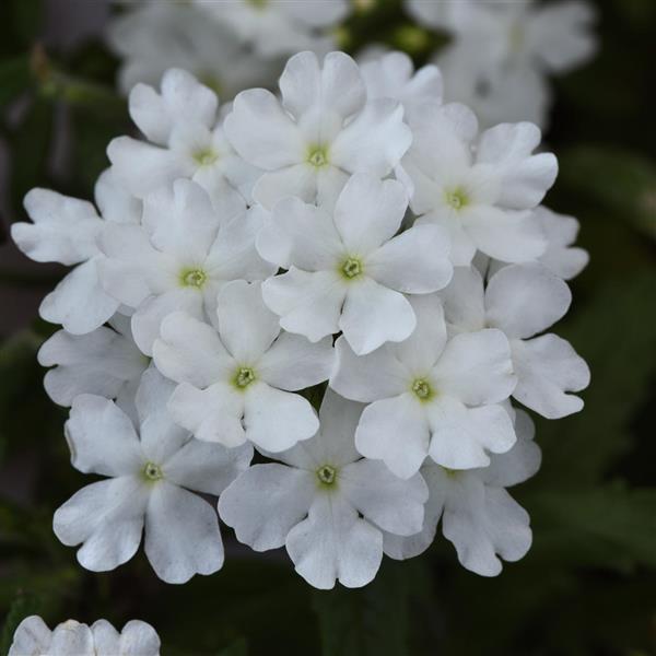 Firehouse™ White Bloom