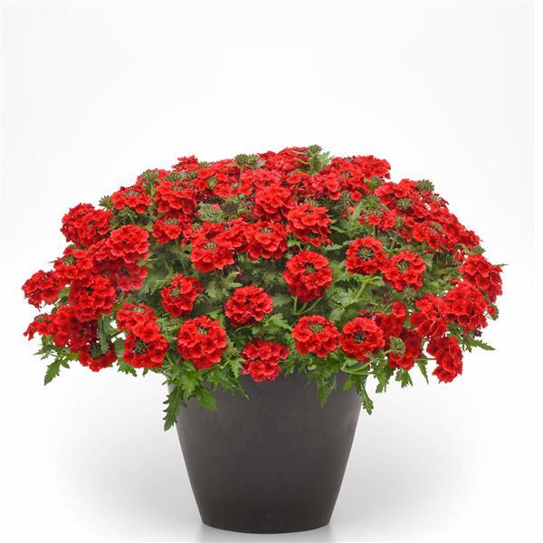 Firehouse™ Red 26 Container