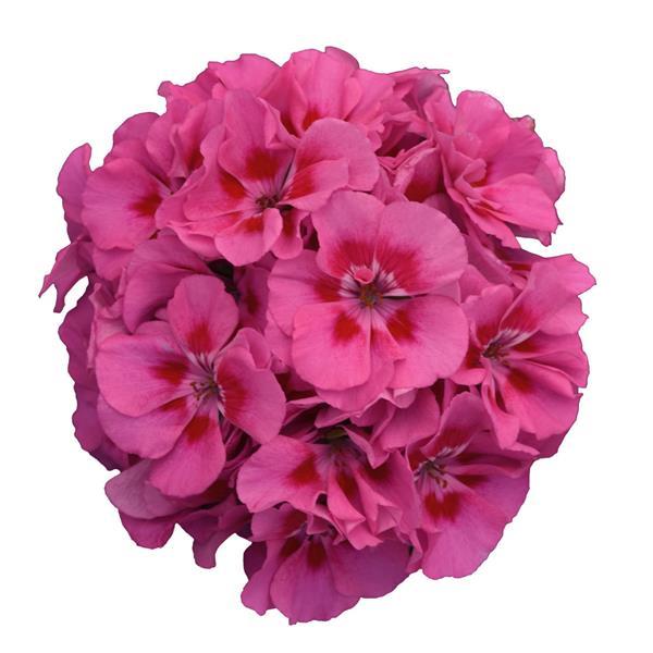 Dynamo™ Pink Flare Bloom