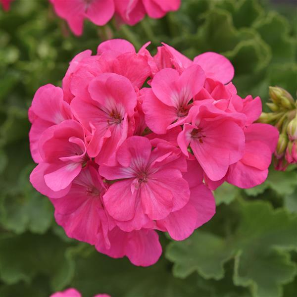 Dynamo™ Hot Pink 26 Bloom
