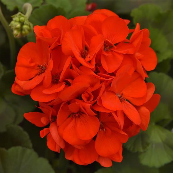 Galaxy™ Orange Bloom