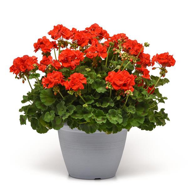 Galaxy™ Orange Container