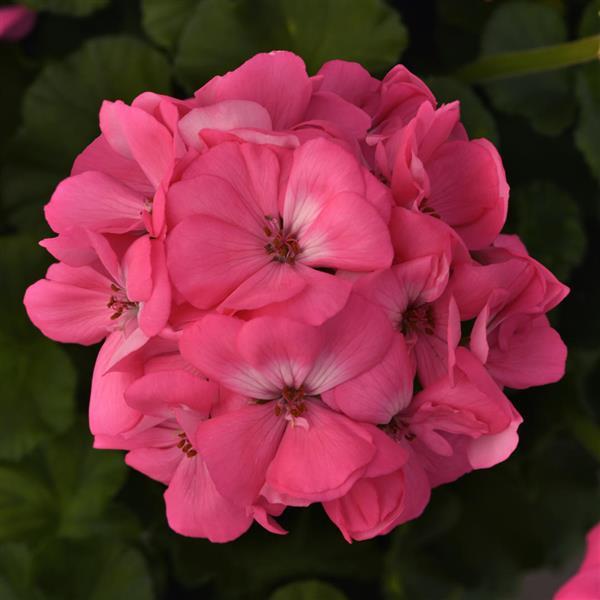 Galaxy™ Pink Bloom