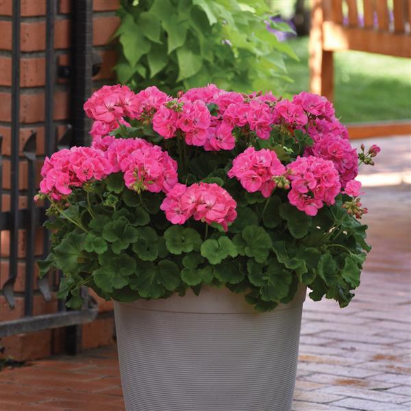 Galaxy™ Pink Container