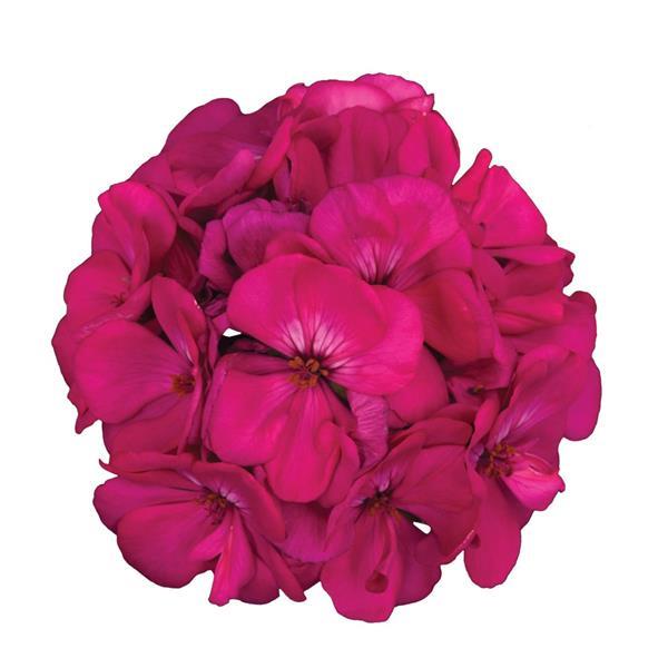 Galaxy™ Purple Bloom