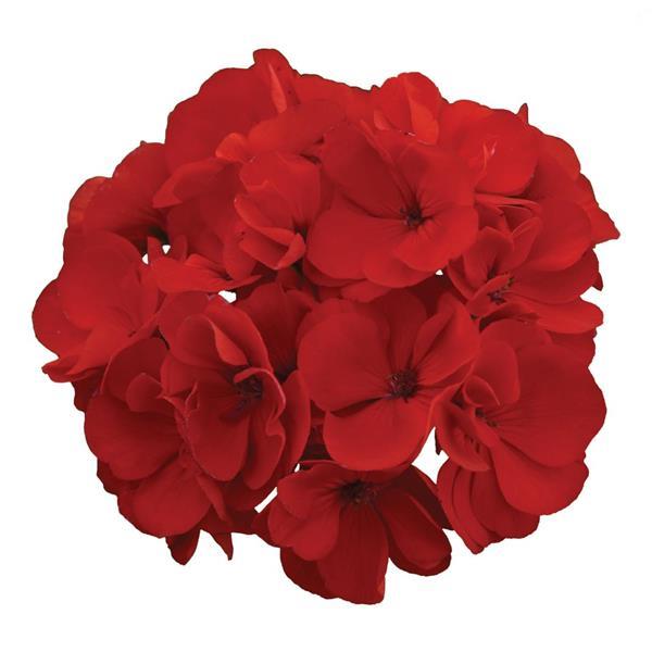 Galaxy™ Red Bloom