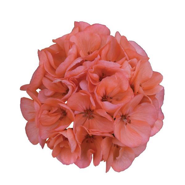 Galaxy™ Salmon Bloom