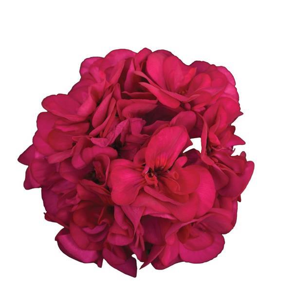 Galaxy™ Violet Bloom