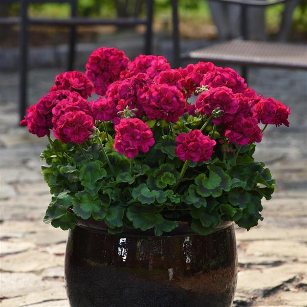 Galaxy™ Violet Container