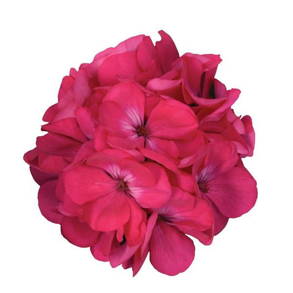 Galaxy™ Watermelon Bloom