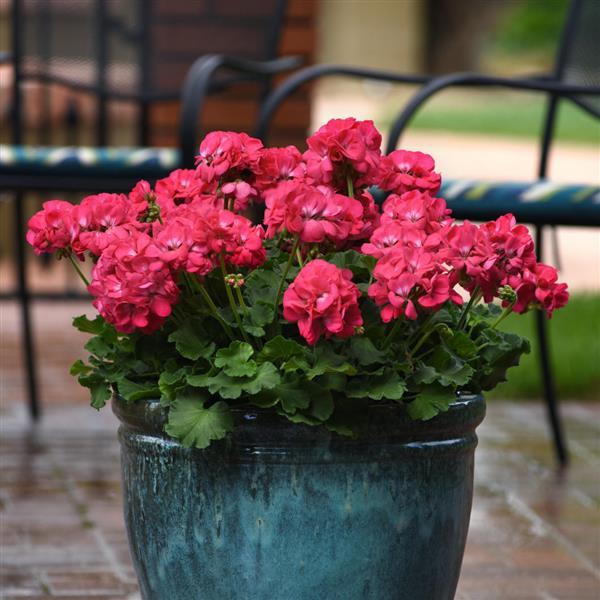Galaxy™ Watermelon Container