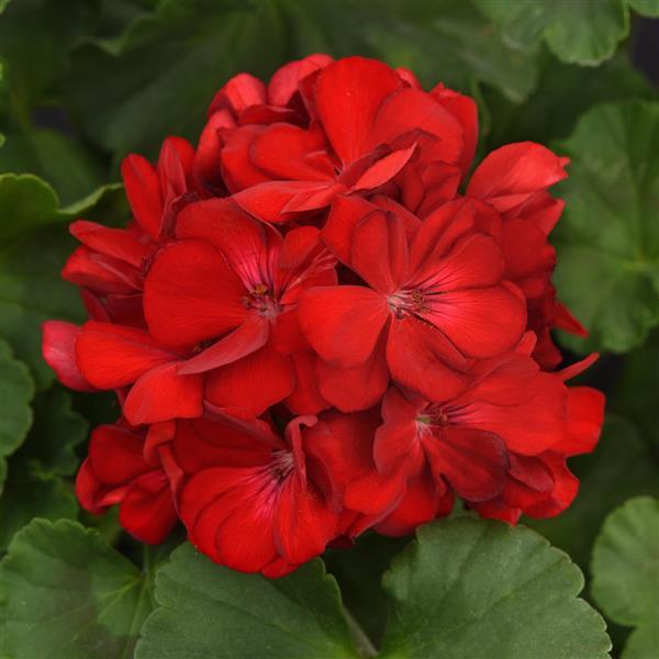 Galaxy™ Dark Red Bloom