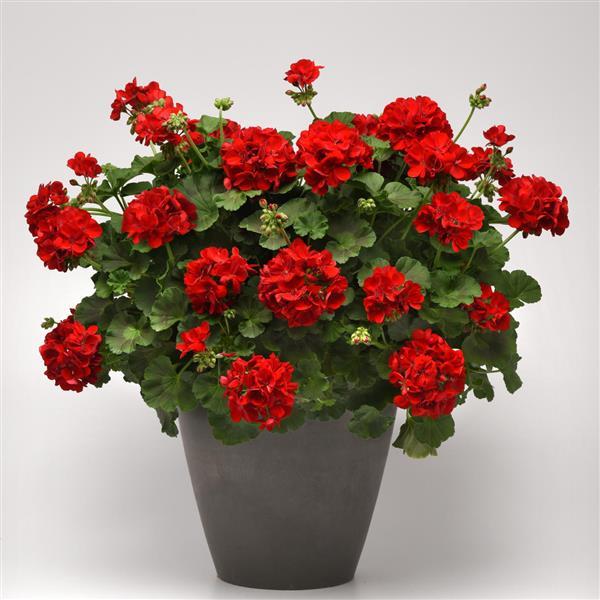 Galaxy™ Dark Red Container
