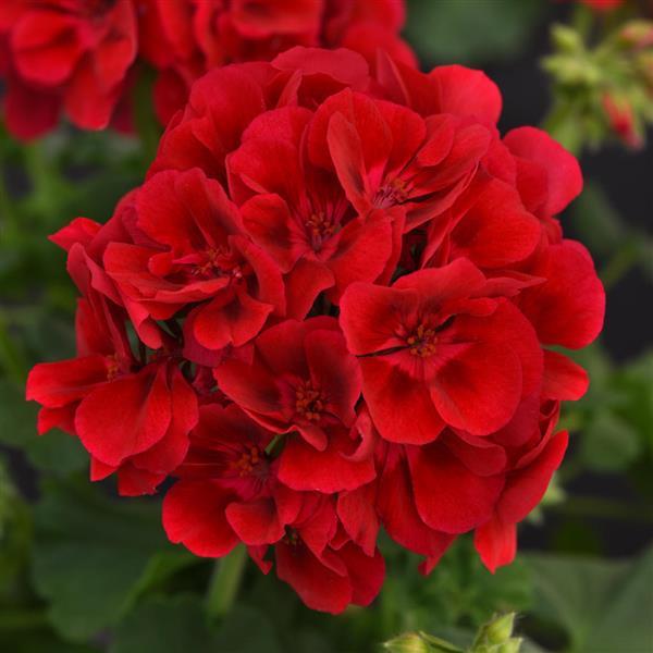 Galaxy™ Raspberry Sizzle Bloom