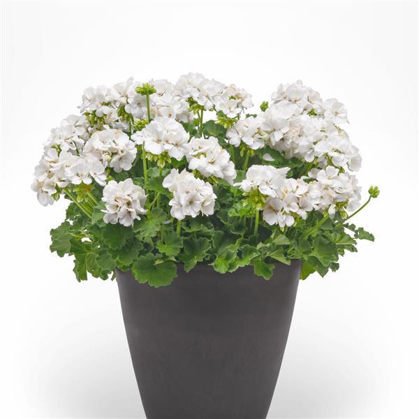 Galaxy™ White 26 Container