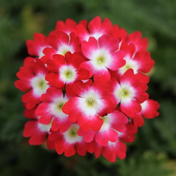 Lascar™ Red Rose Bloom