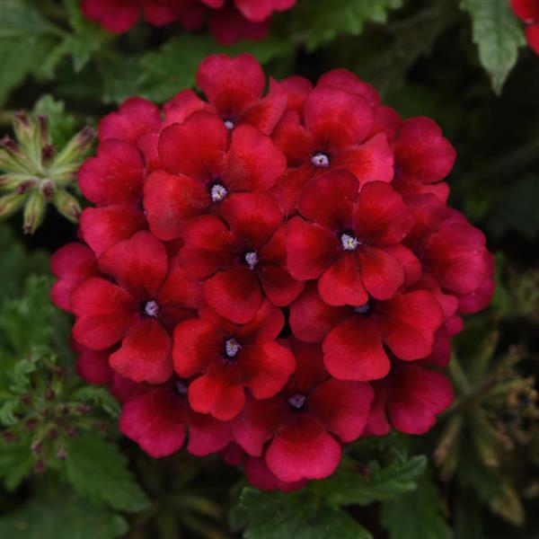 Lascar™ Vampire Bloom