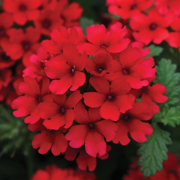 Lascar™ Dark Red Bloom
