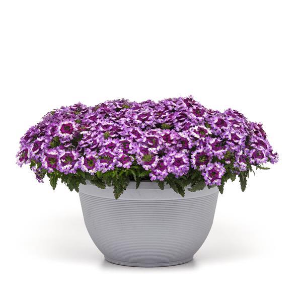 Lascar™ Blue+White Container