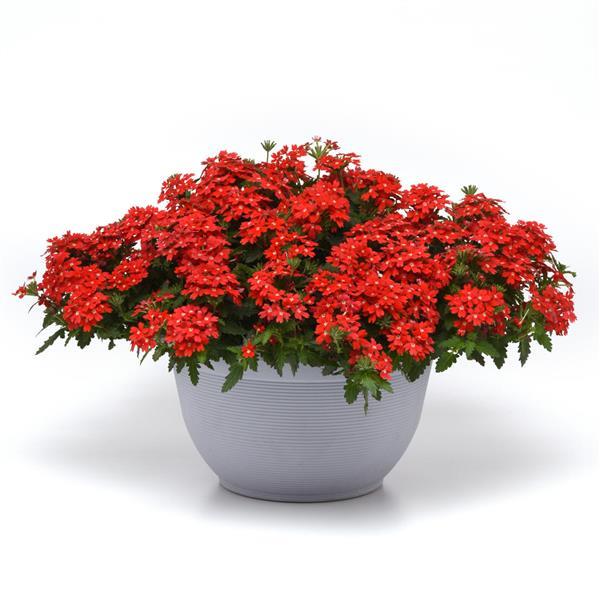 Lascar™ Orange Lava Container