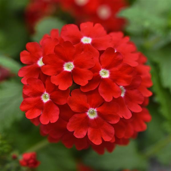 Lascar™ Red+Eye Bloom