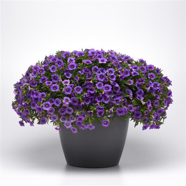 Cabaret<sup>®</sup> Lavender Container