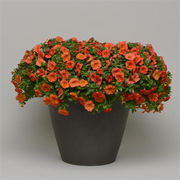 Cabaret<sup>®</sup> Orange Container