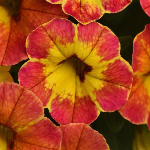 Cabaret<sup>®</sup> Diva Orange Bloom