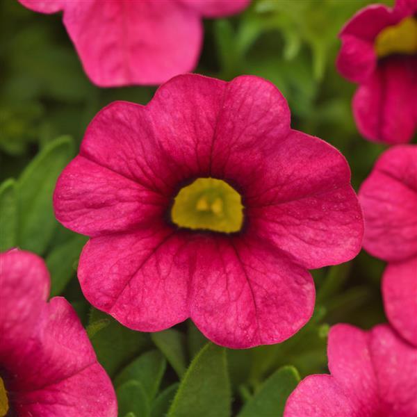 Cabaret<sup>®</sup> Hot Pink 26 Bloom