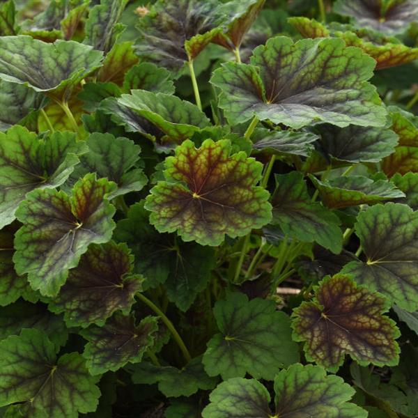 Carnival Cocomint Bloom