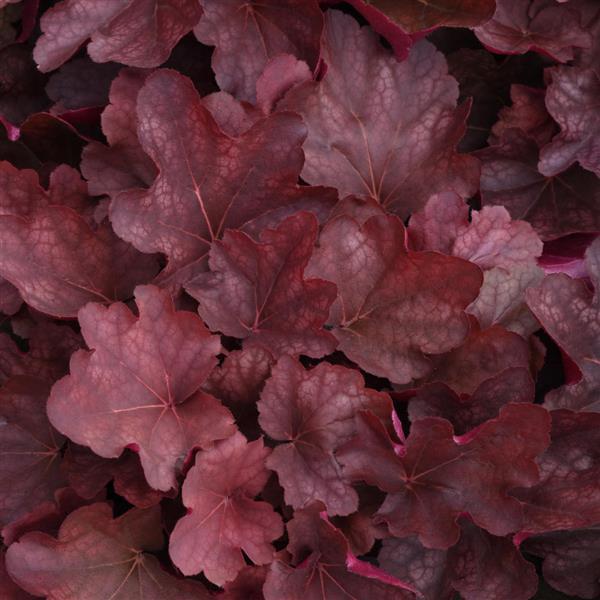 Carnival Burgundy Blast Bloom