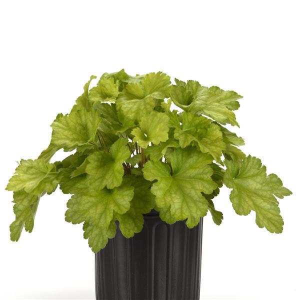 Carnival Lime Zest Container