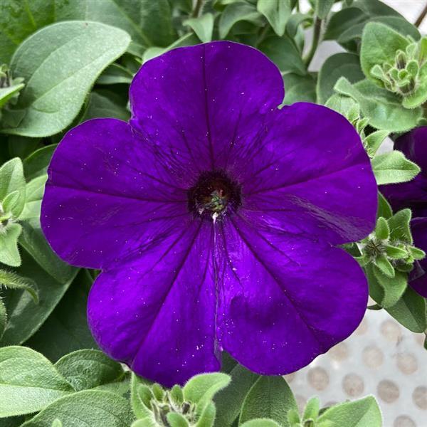 Headliner™ Blue Bloom