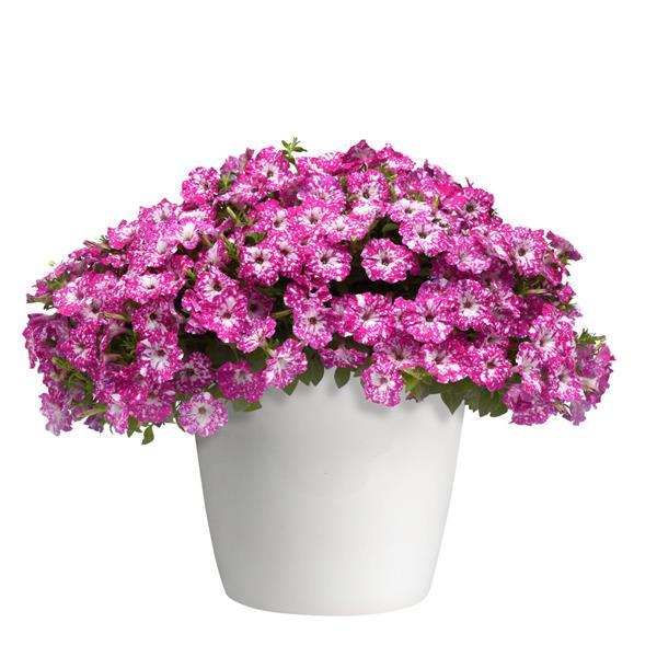 Headliner™ Pink Sky Container