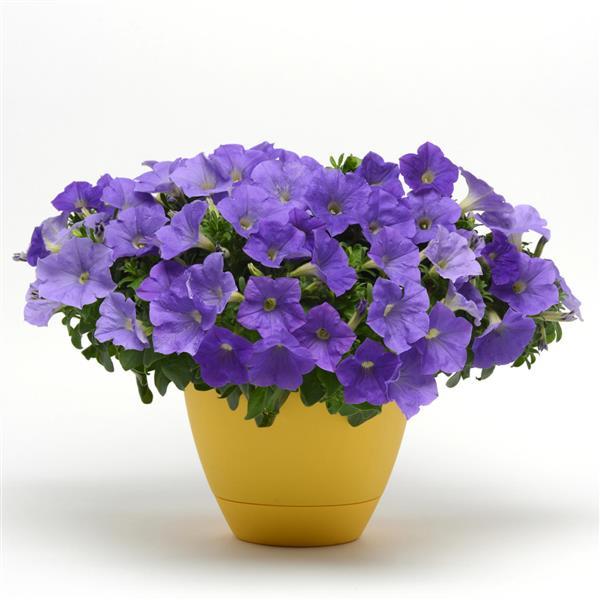 Headliner™ Sky Blue Container