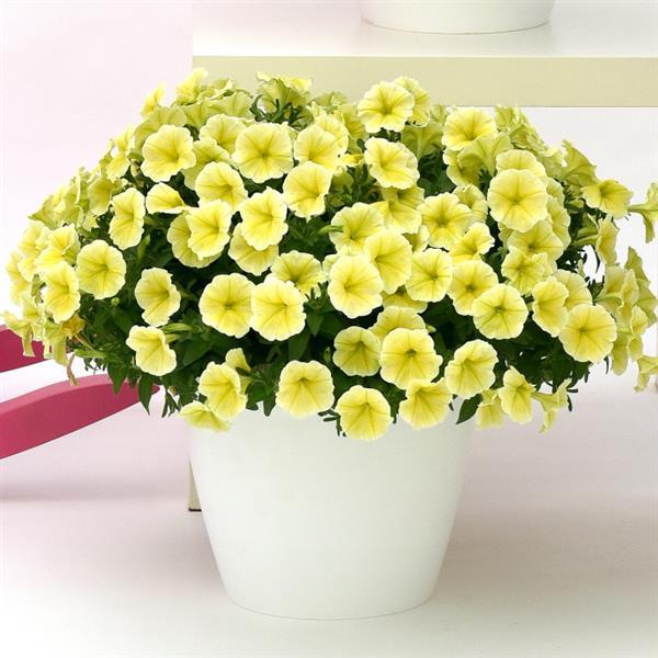 Headliner™ Yellow Container